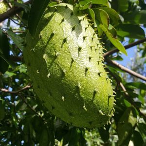 Meet your Posher, Apolinar